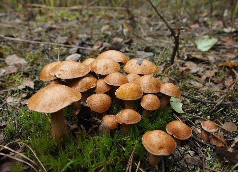 какие грибы растут в Рязани фото 5