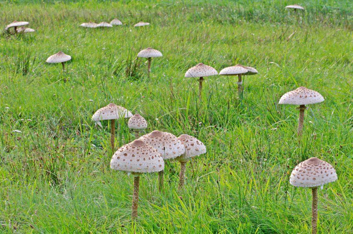 какие грибы растут в Рязани фото 9