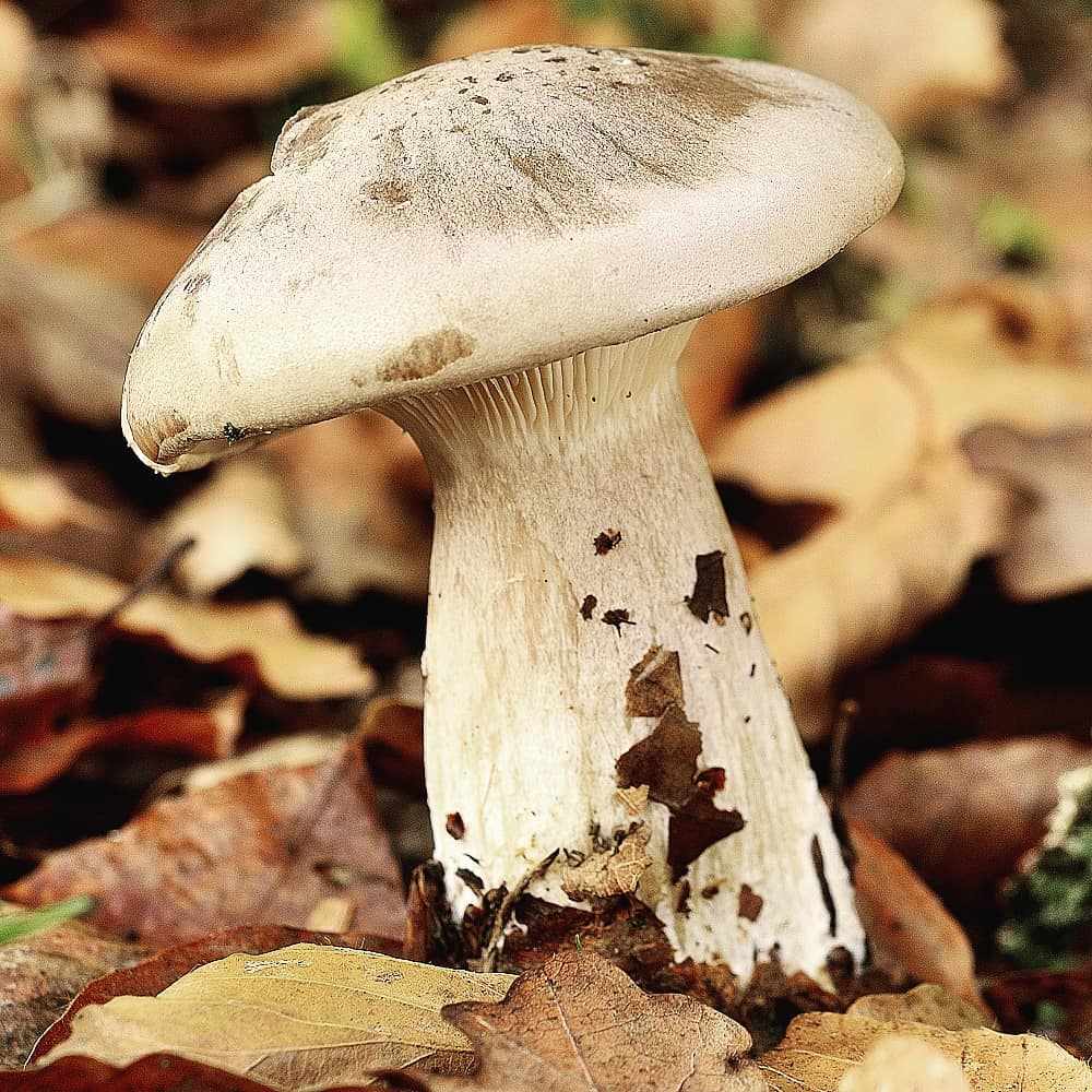 Говорушка Дымчатая – гриб, который хотел стать цветком