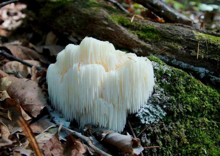 редкие грибы фото 2