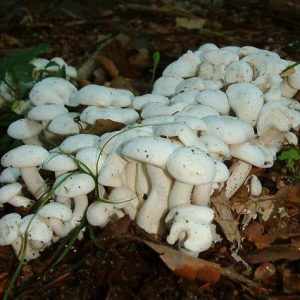съедобные грибы фото 4