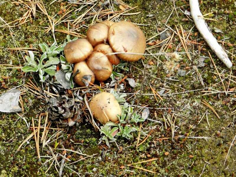 летние грибы фото 2