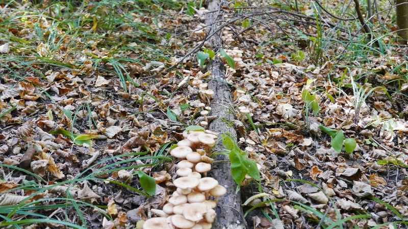 грибы и грибные места 2019 Ульяновской области