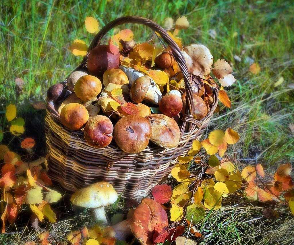 фото урожая грибов Забайкалья 2019 1