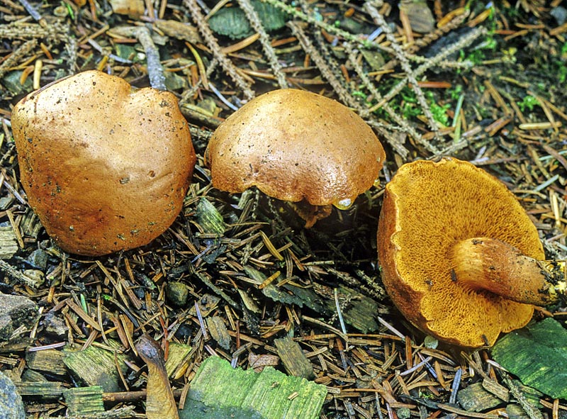 Перечный гриб: необычный маслёнок с приятной остротой