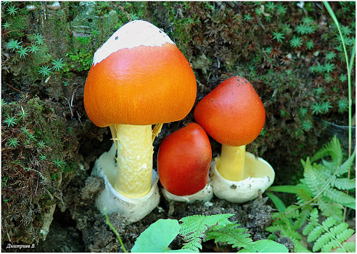 Царский гриб: описание, места произрастания, польза, рецепты