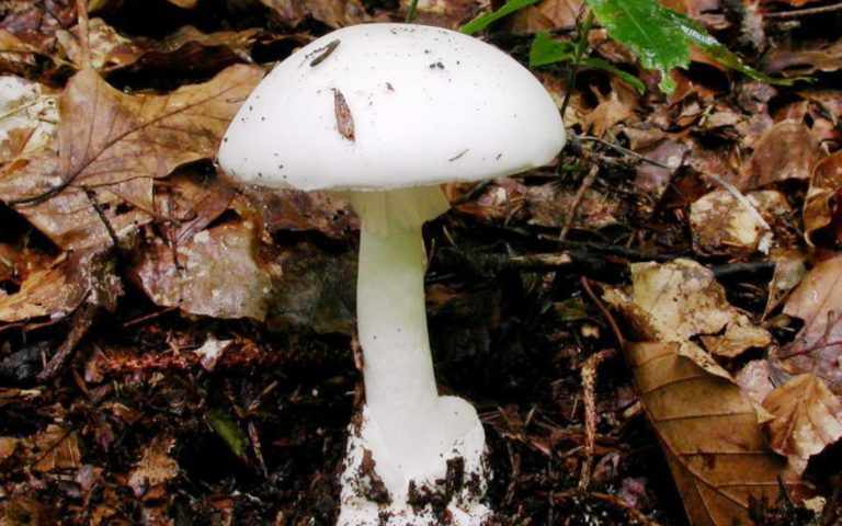 ядовитые и несъедобные грибы фото 2