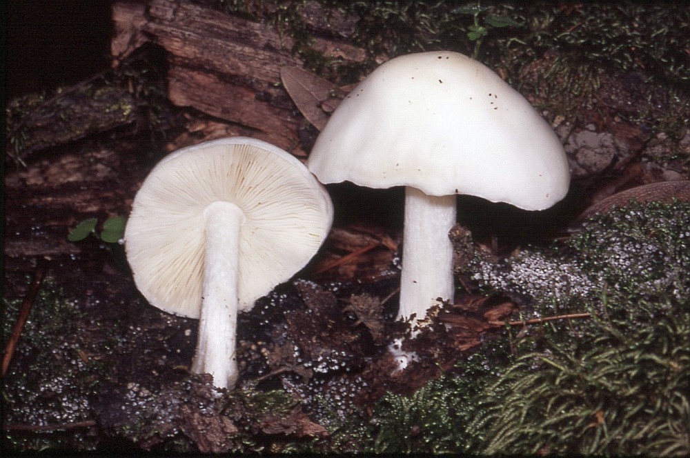 Питьевой гриб, его выращивание и применение