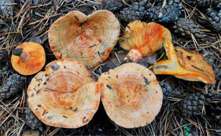 съедобные грибы фото 10