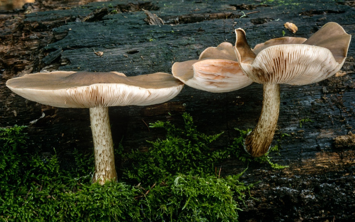 Олений гриб. Его свойства и отличия от ивового, белого, благородного и синеногого плютея