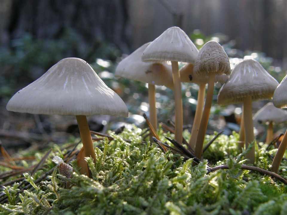 ядовитые грибы - опасно фото 3