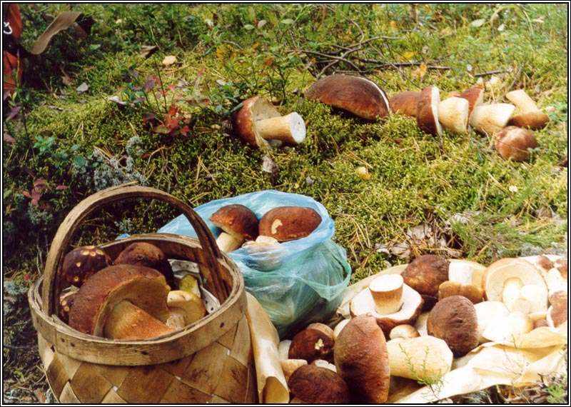 съедобные грибы в Карелии 2019, фото 9