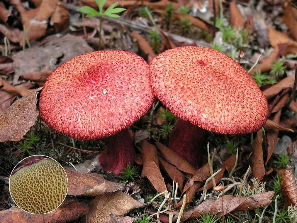 Болетин полоножковый (Boletinus cavipes)