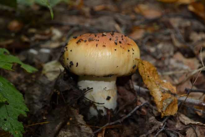 съедобные грибы фото 11
