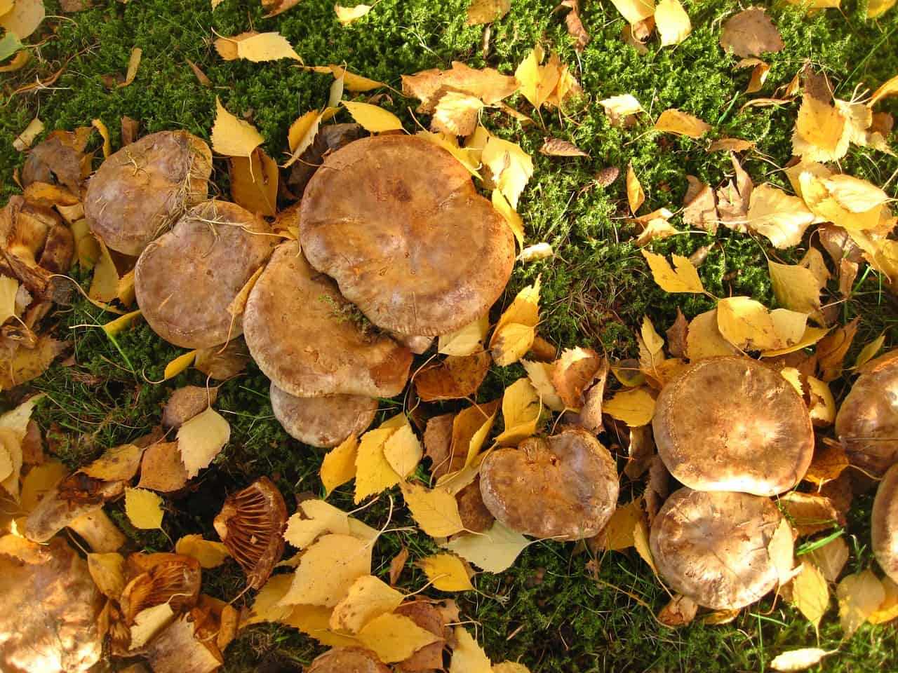 октябрь 2019 – грибы в Липецкой области фото 1