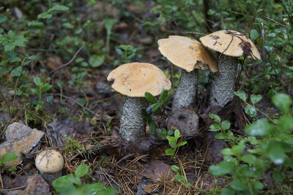 какие грибы собирать в Орле и его окрестностях фото 1