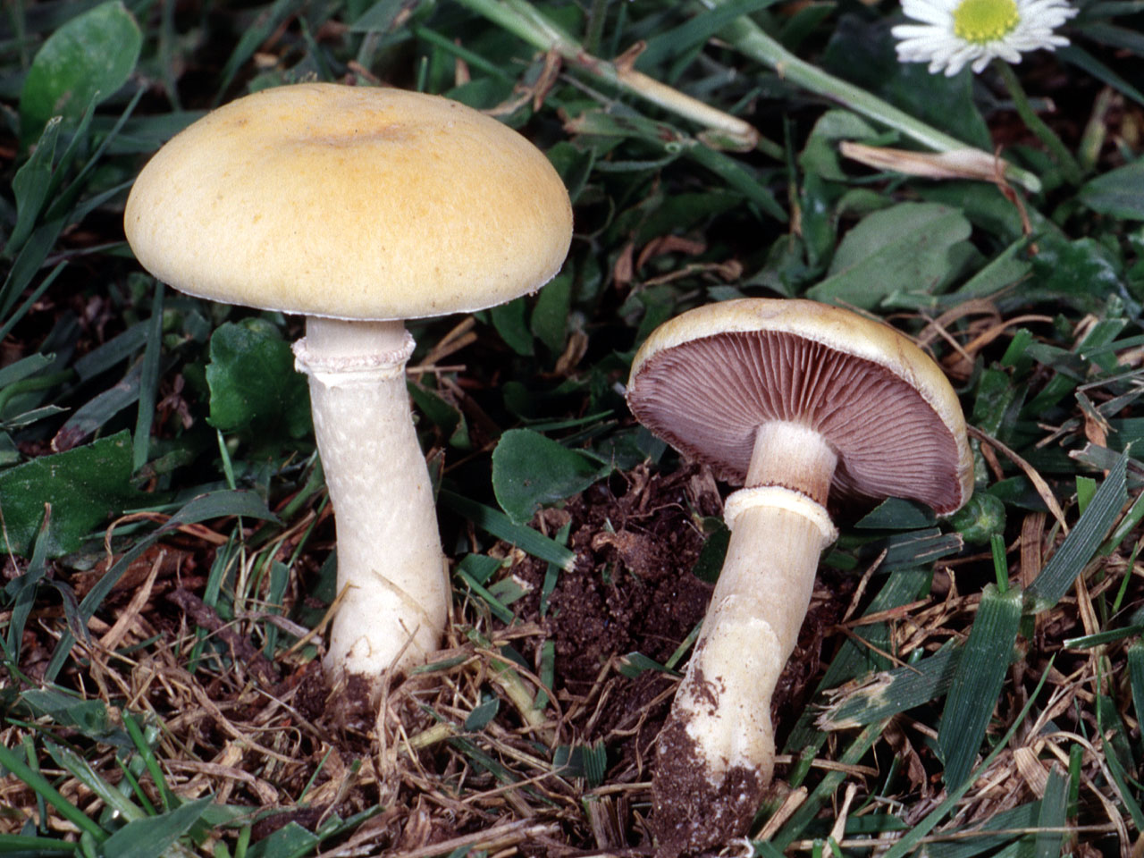 Привлекательный, но несъедобный гриб корончатая строфария