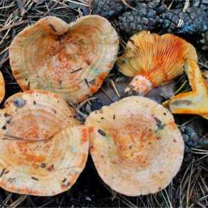 съедобные грибы фото 6