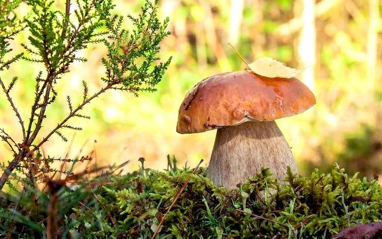 какие грибы можно собрать в Воронежской области