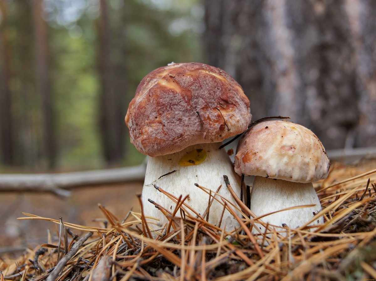 гриб боровик - как картинка в лесу фото 2