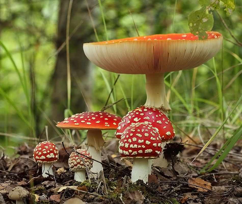 ядовитые и несъедобные грибы фото 1
