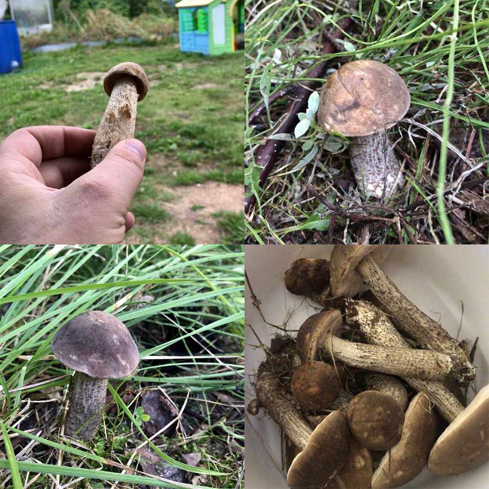 грибы Новосибирска 2019, фото урожая из отзывов 4