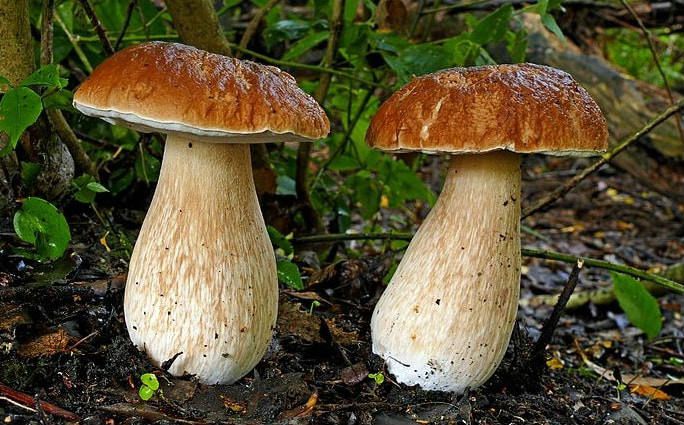 Трубчатые грибы и пластинчатые грибы примеры, характерные черты
