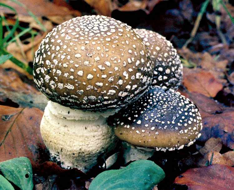 ядовитые грибы - опасно фото 2