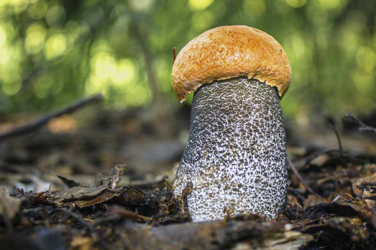 грибы Адэгеи и Кубани осень-зима 2019 фото 3