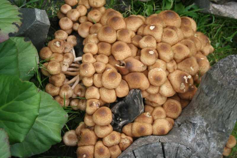 выращивание грибов на даче и огороде - технология
