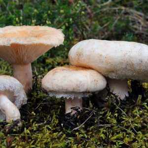 съедобные грибы фото 5