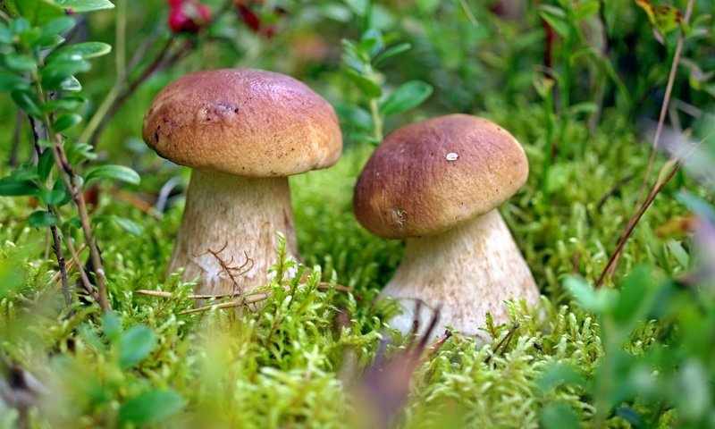 белые грибы, описание + фото 1
