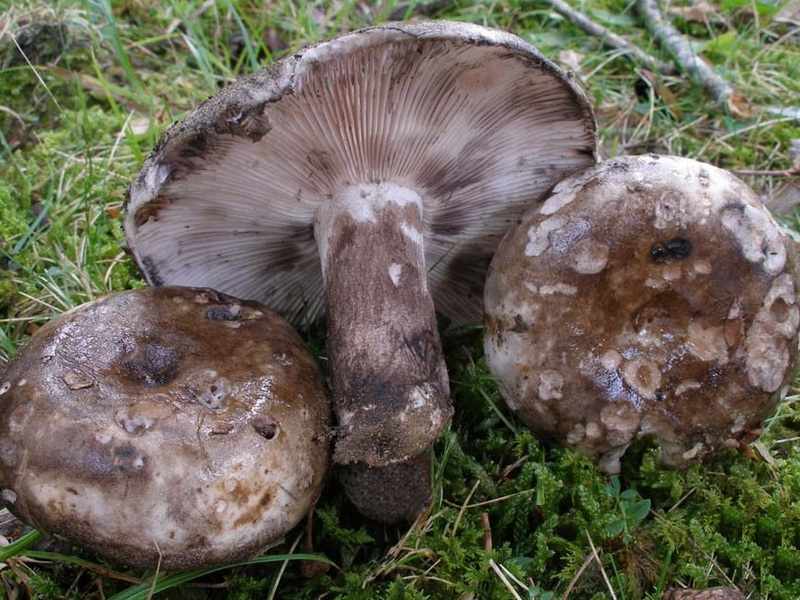 есть ли грибы в Подмосковье 2019 фото 12