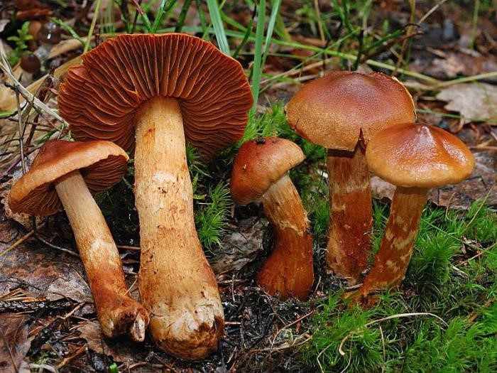 Псилоцибиновый гриб в России – запрещённый ключ к таинствам Вселенной