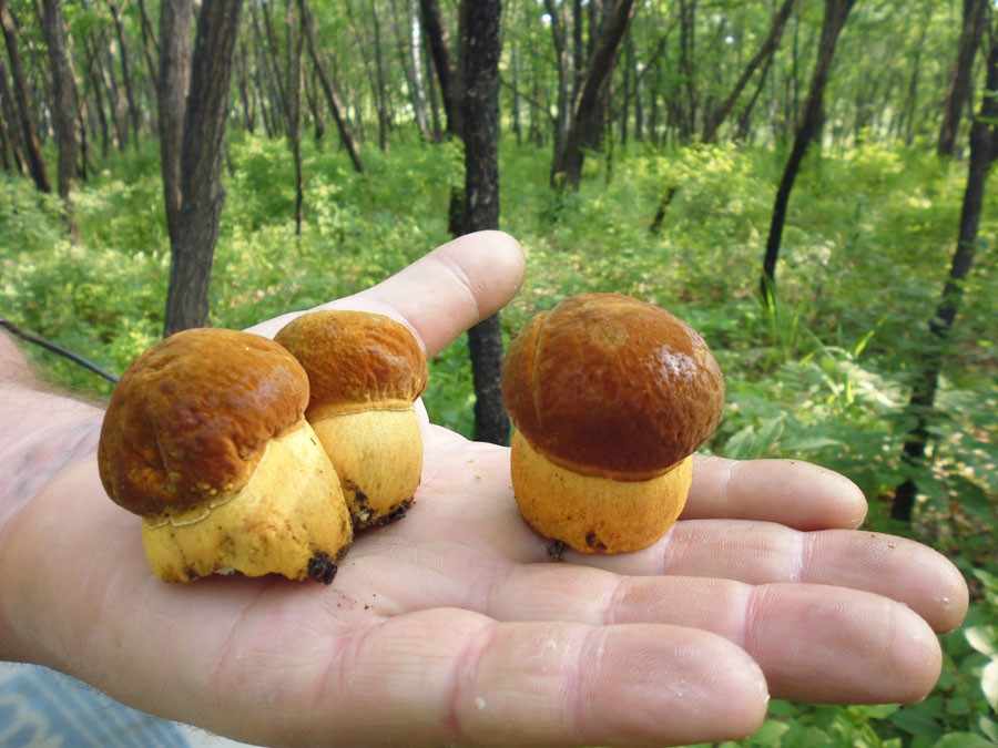 какие грибы собирать в Приморском крае в 2019 году
