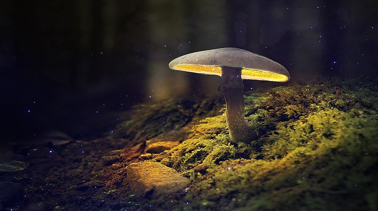 Российские учёные объяснили, почему светятся грибы | moika78.ru - Новости СПб
