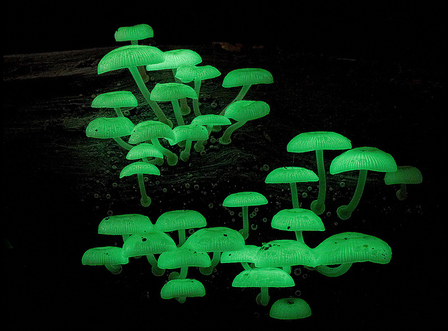 Светящиеся грибы • Алексей Опаев • Научная картинка дня на «Элементах» • Биология, Микология