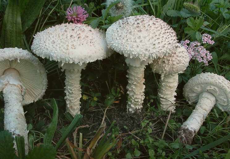 Мухомор Виттадини несколько белых грибов на фоне травы и цветов