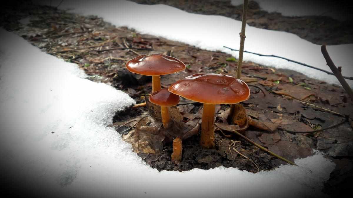 весенние грибы 2019 в Подмосковье, сбор в лесу фото 4