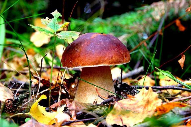 какие грибы растут в Рязани фото 1
