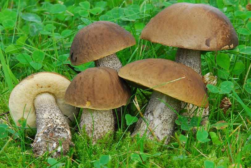 какие грибы растут в Рязани фото 3