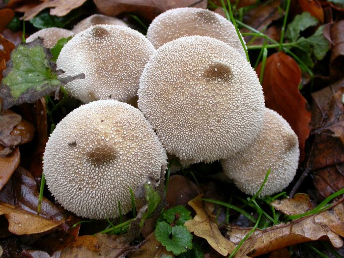 Где произрастает гриб головач и можно ли употреблять его в пищу?