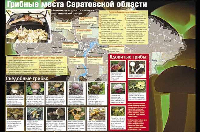 грибные места на карте Саратовской области 2019, фото 1