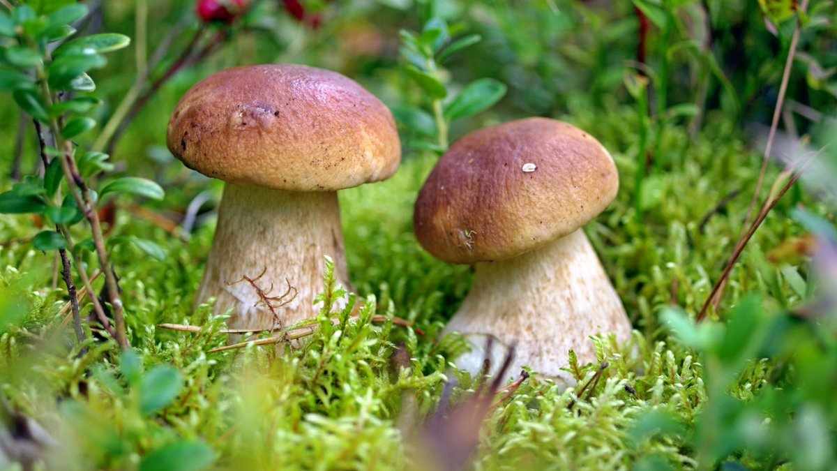 Белый гриб выращивание в домашних условиях