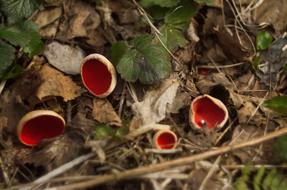 весенние грибы 2019: съедобные, несъедобные и ядовитые
