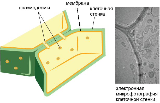 Особенности, форма строения и химические составы клеточных стенок