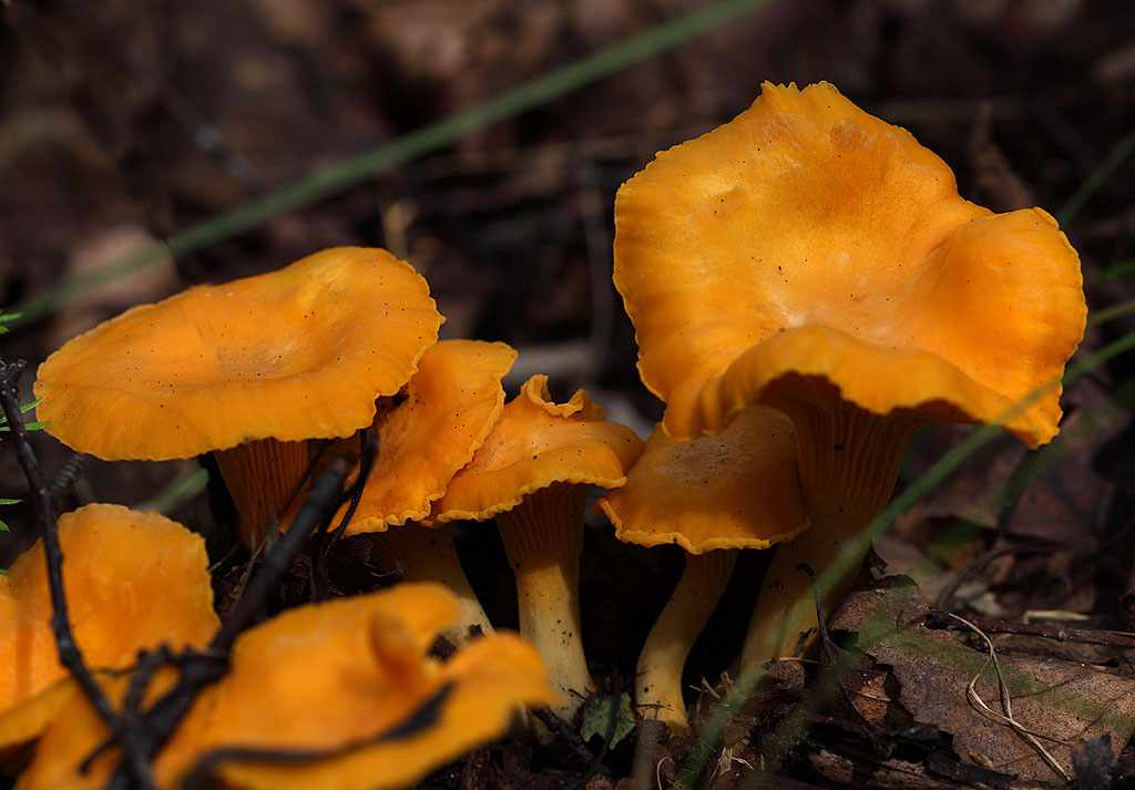 грибы Адэгеи и Кубани осень-зима 2019 фото 2
