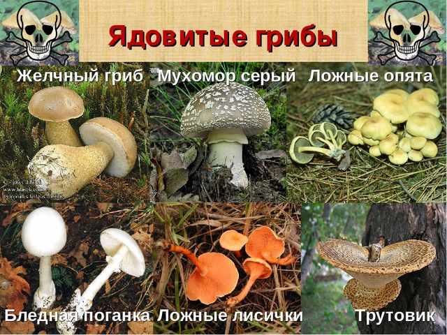 какие ядовитые грибы встречаются