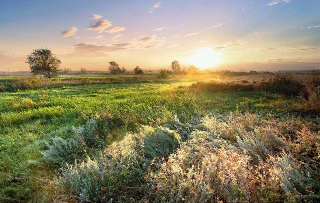 Грибы Еринги – сытный подарок степной травы