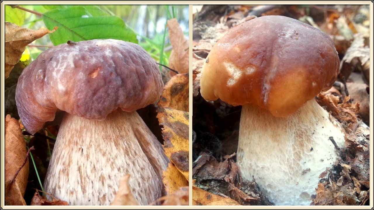 какие грибы можно собрать